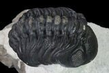 Austerops Trilobite - Nice Eye Facets #138958-4